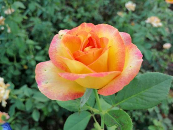 生而无畏,年轻首选-HUAWEI 麦芒7评测